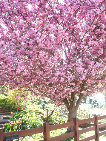 Cerisier fleurs cot� rue des roses